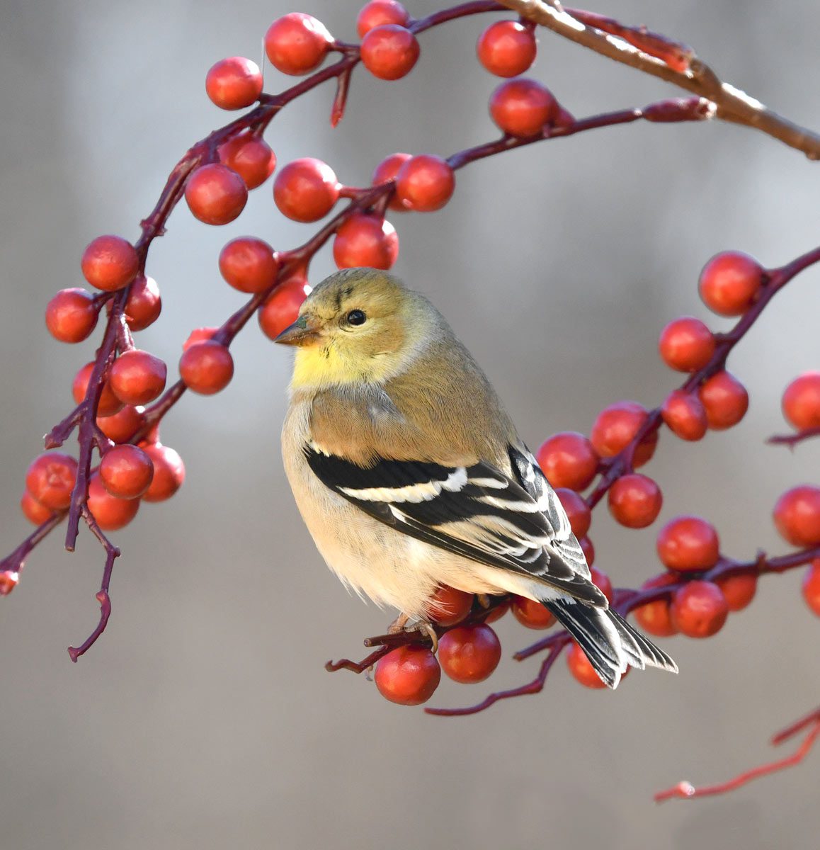 American Goldfinch sitting with berries. Photo by Deborah Bifulco/Macaulay Library.