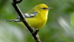 Blue-winged Warbler in Sapsucker Woods. Photo by Jay McGowan/Macaulay Library.