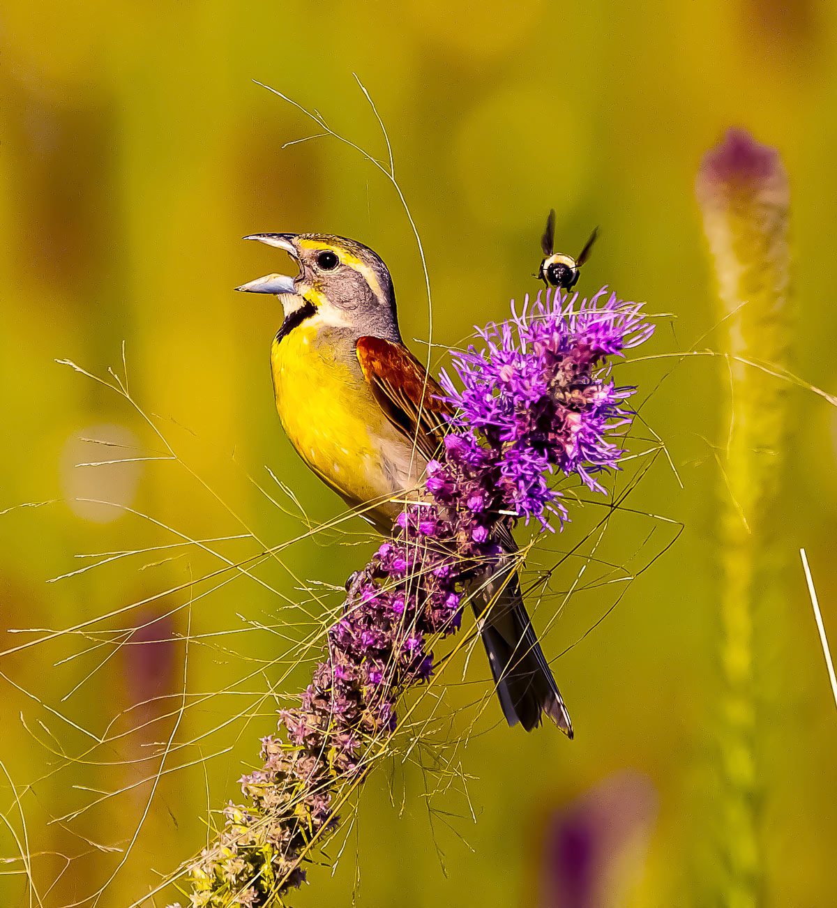 A Dickcissel perched and singing on a prairie blazing star next to a foraging bumblebee. Photo by Michael Vance Pemberton.