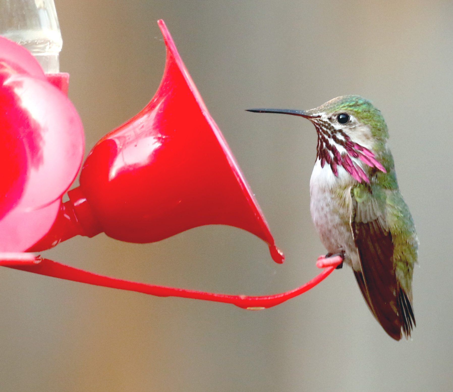 A Calliope Hummingbird considers a "giant flower" on a hummingbird feeder full of sugar water. Hummingbirds will defend territories around these sugar-rich feeders. Photo by Jeremiah Psiropoulos/Macaulay Library.