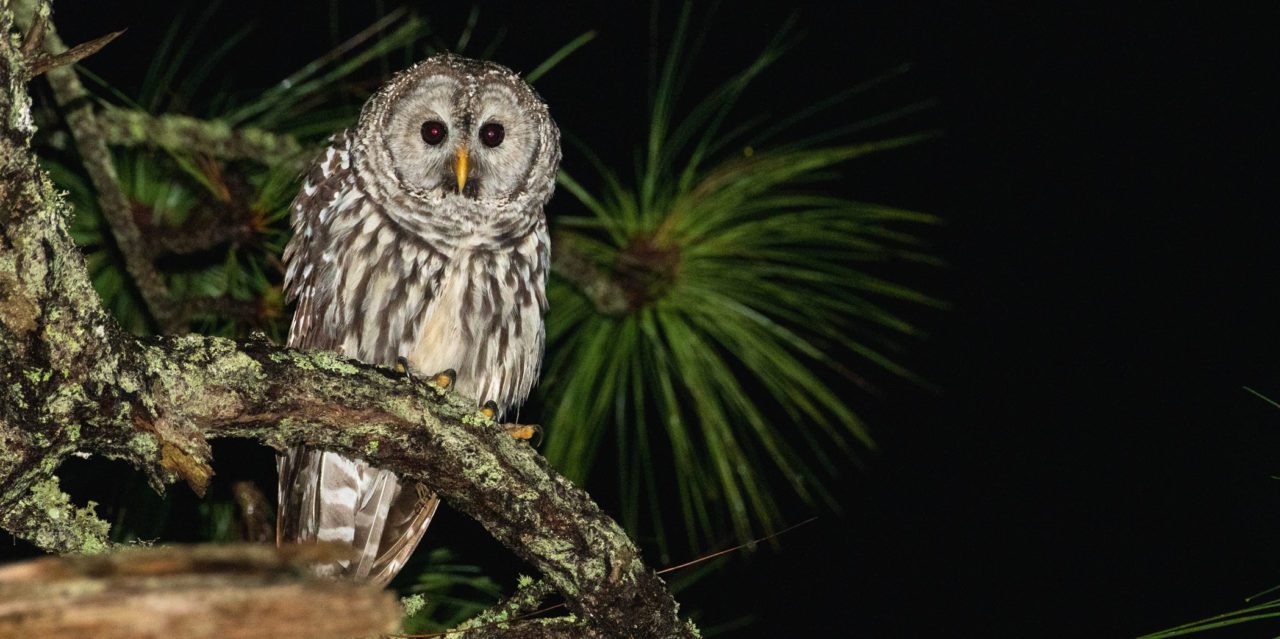 Cornell Lab digital media manager Andrew Spencer coauthored research that made the case for a new Cinereous Owl species. This owl’s vocalizations are distinct from those of the Barred Owl and it has a distinct habitat preference (restricted to high-elevation pine forests). The northern edge of its range in Central Mexico is over 400 miles from the southern edge of the Barred Owl’s range in Texas. Photo by Antonio Robles/Macaulay Library.