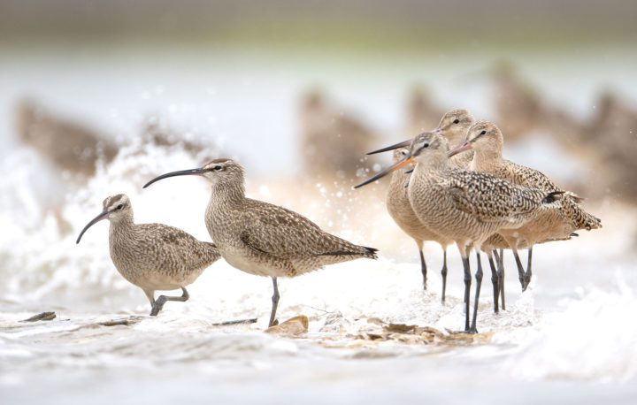 Marbled Godwits stand to the right of the Whimbrels on Deveaux Bank.