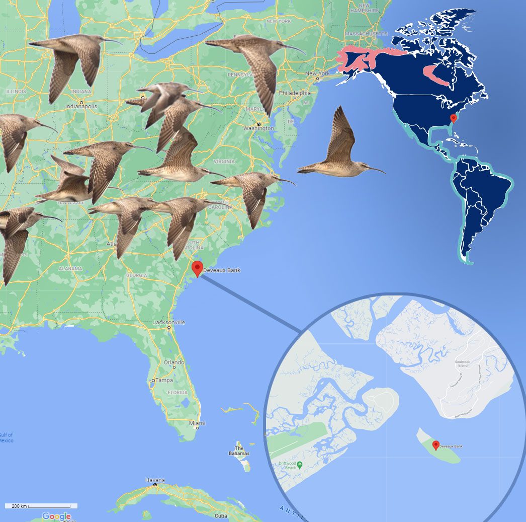 Deveaux Bank is a crucial link in a hemispheric migration. Map showing eastern US, Deveaux Bank, and Whimbrel ranges during summer, winter, and migration. Map of eastern U.S. and Deveaux Bank from Google Maps; Whimbrel distribution map from Birds of the World.