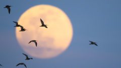 Whimbrels fly in front of a full moon. Photo by Andy Johnson.