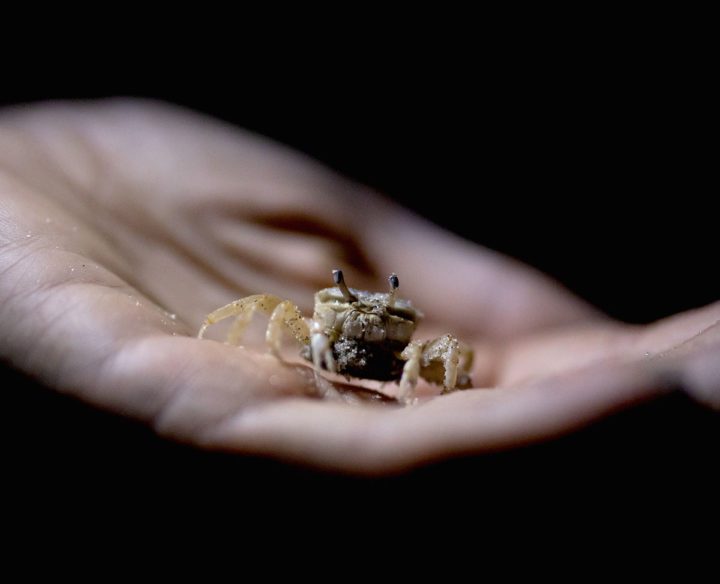 Close-up of a fiddler crab. Young crabs have yet to develop an enormous claw, making them easier prey. Photo by Andy Johnson.