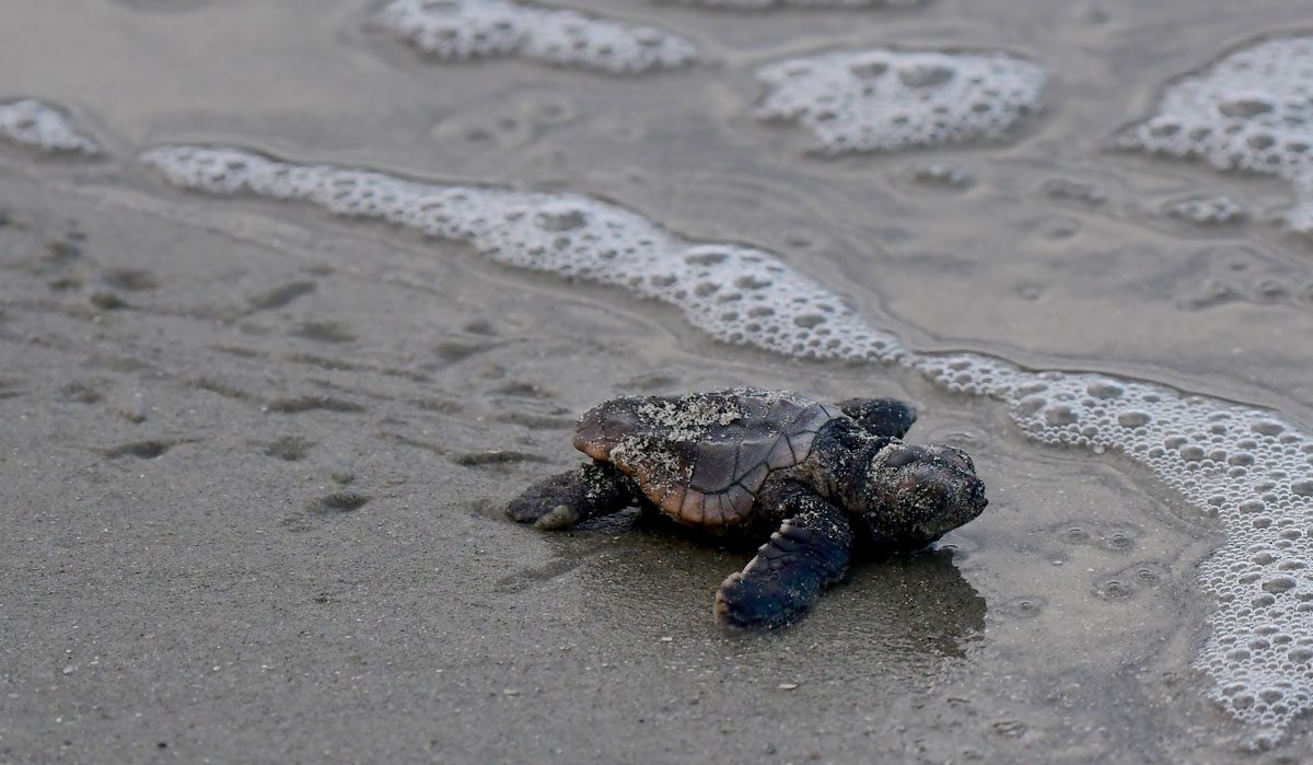 A newly hatched loggerhead sea turtle makes its way to the ocean in South Carolina. Photo by W. Gareth Rasberry/Wikimedia Commons.