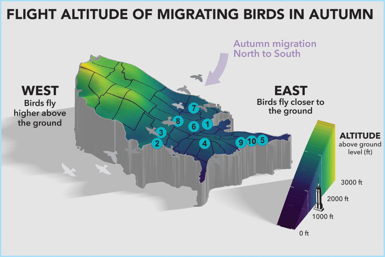 Fall migration flight altitude analysis by Adriaan Dokter/BirdCast. Graphic by Jillian Ditner. List of most dangerous cities for migrating birds in fall from “Bright lights in big cities: migratory birds’ exposure to artificial light,” Frontiers in Ecology and the Environment, april 2019.