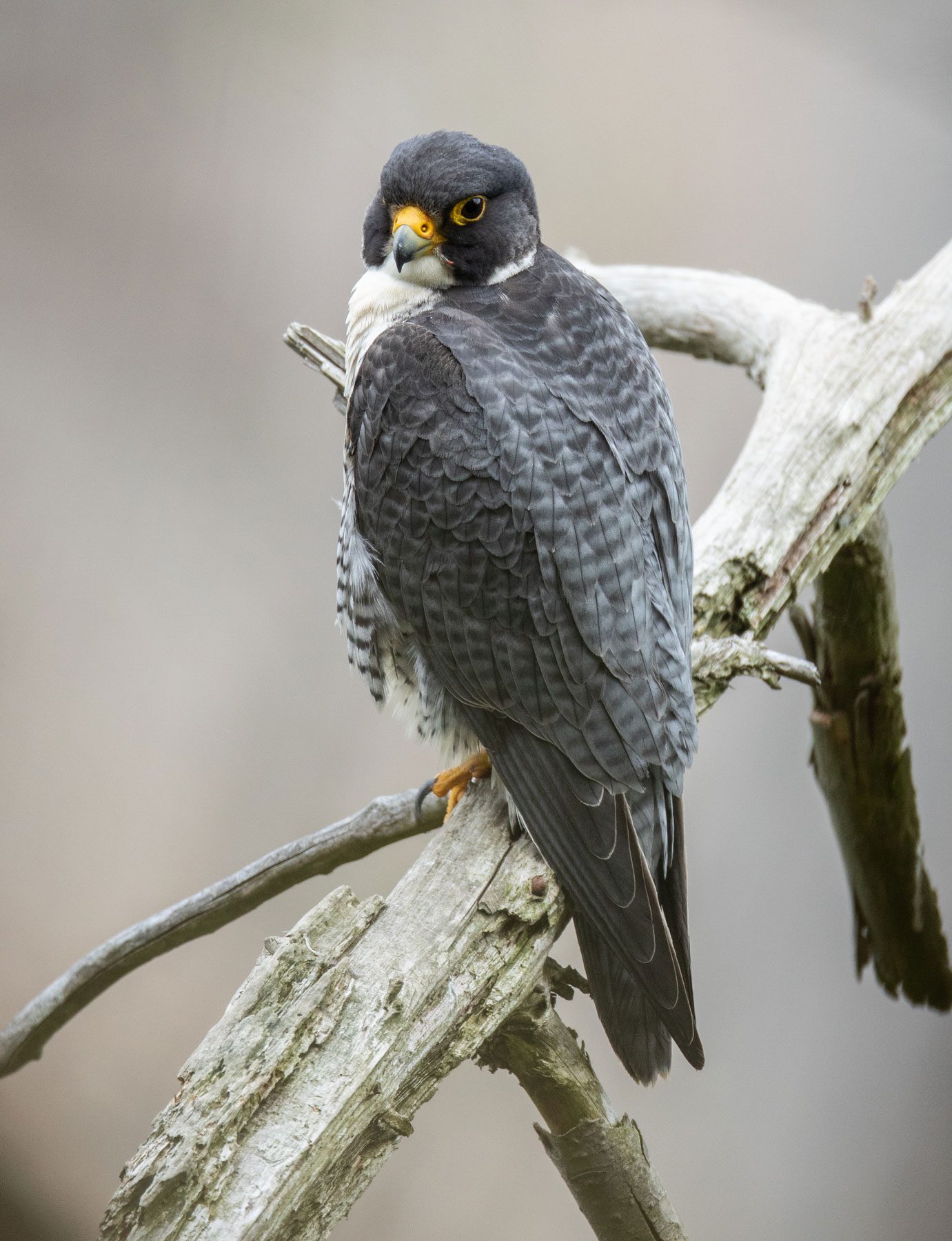 An adult Peregrine Falcon in the Taughannock Gorge. Photo by Andy Johnson.