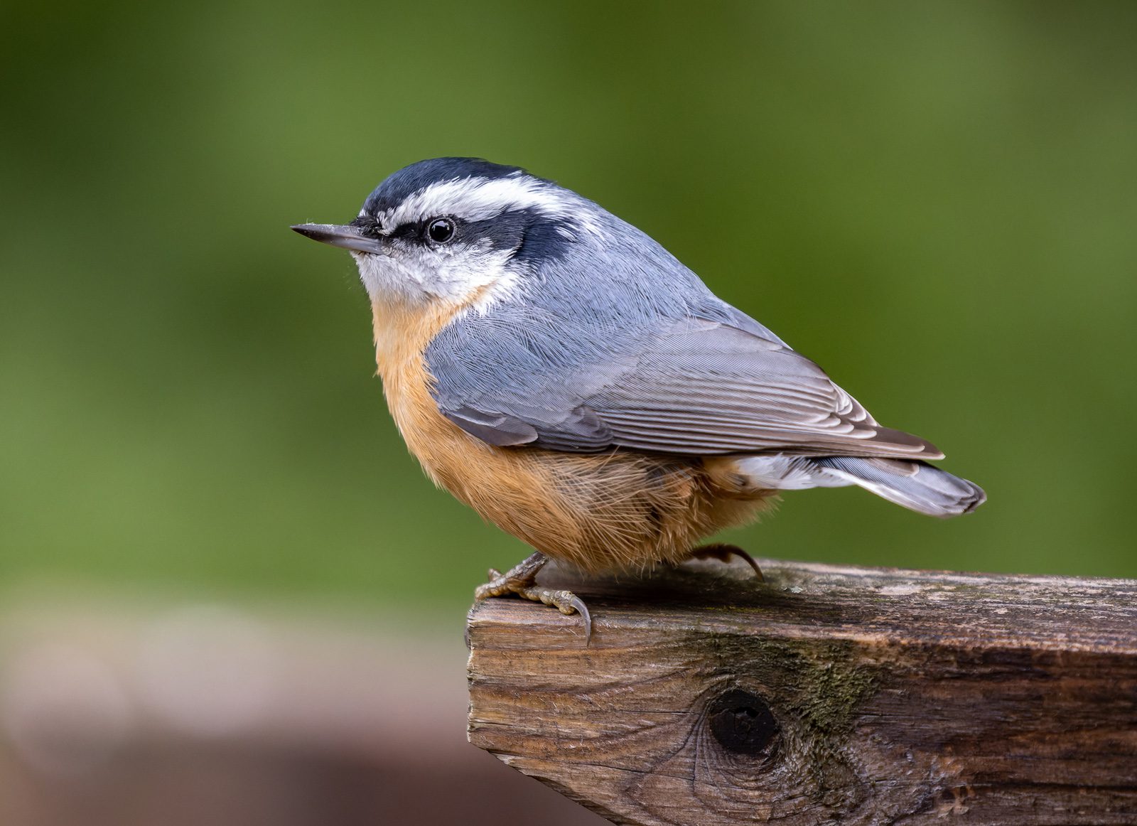 Red-breasted Nuthatches are a well known "irruptive" species,, whose populations in the U.S. correspond to food availability on northern breeding grounds. Photo by Frédérick Lelièvre/Macaulay Library.