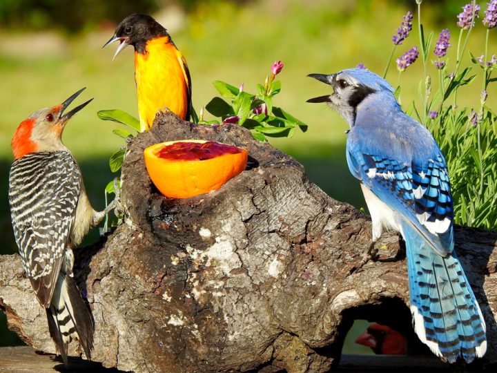 Birds squabble at a jelly feeder