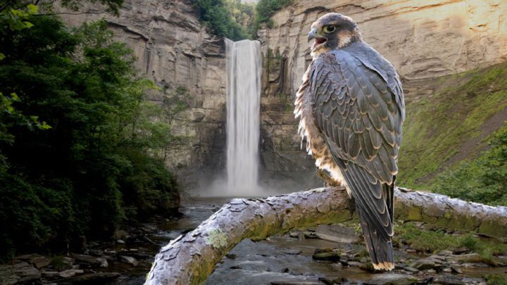 Taughannock Falls and Peregrine Falcon by Andy Johnson-FI