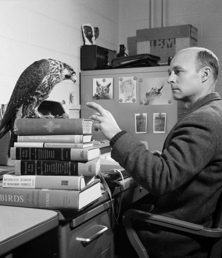 Dr. Tom Cade at work with a peregrine at his desk. Photo courtesy of the Division of Rare and Manuscript Collections, Cornell University.