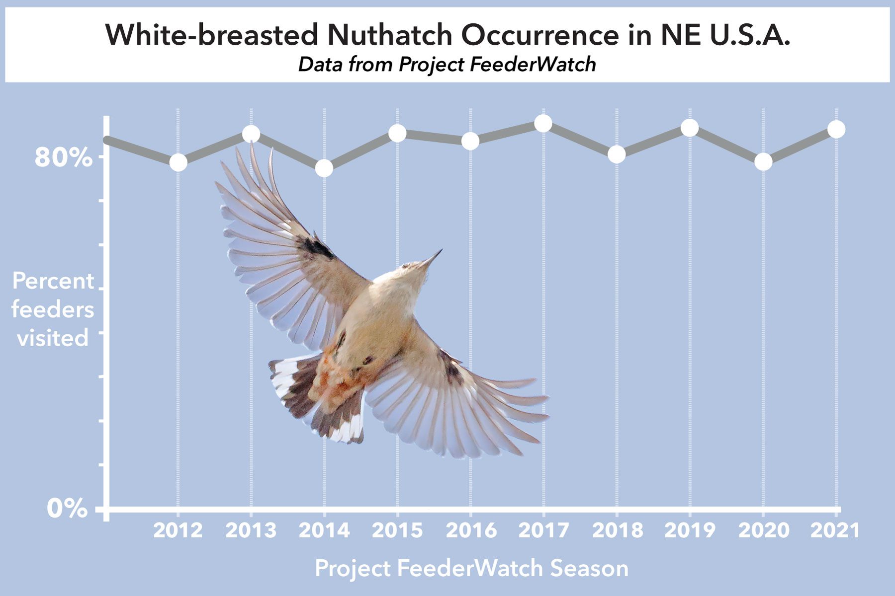 Project FeederWatch data indicates that White-breasted Nuthatch irruptions in the falls of 2018 and 2020 corresponded to an increase in feeder visits during the winters that followed (2019 and 2021). Data source: Project Feederwatch Feeder Bird Trends; graphic by Jillian Ditner; photo of White-breasted Nuthatch by Steve Kolbe/Macaulay Library.