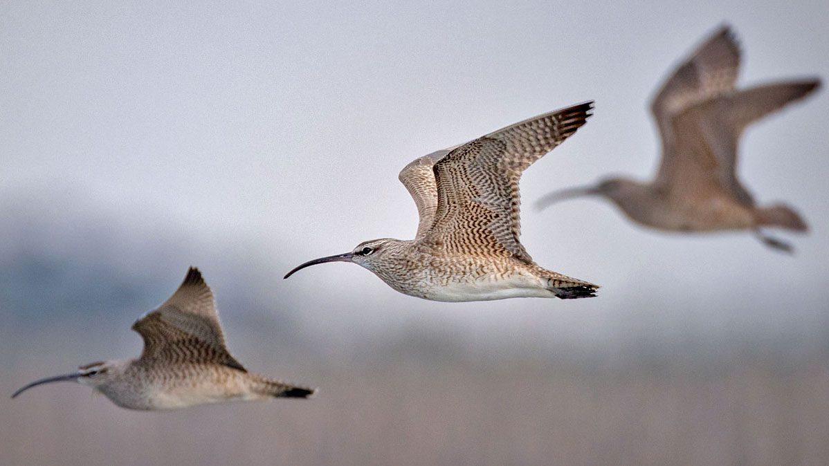 Wildness on a Whim: Reflections on Whimbrel in the South Carolina  Lowcountry | All About Birds All About Birds