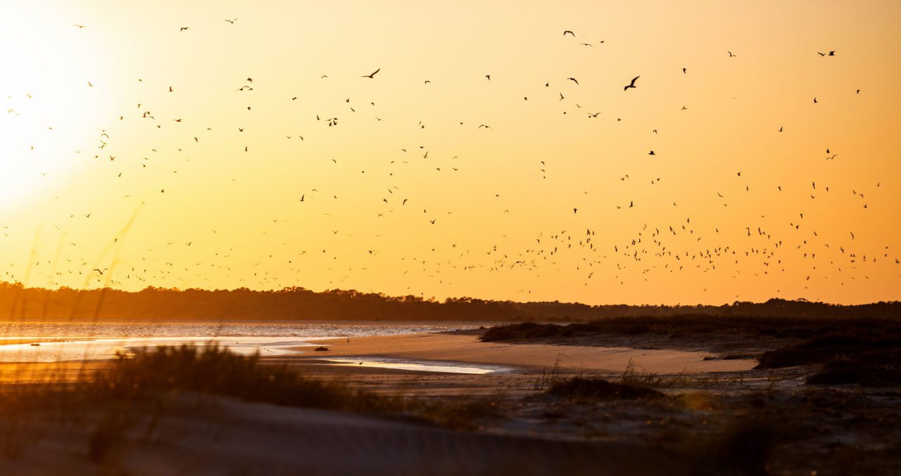 Whimbrels fly in to Deveaux Bank at sunset. Photo by Andy Johnson.