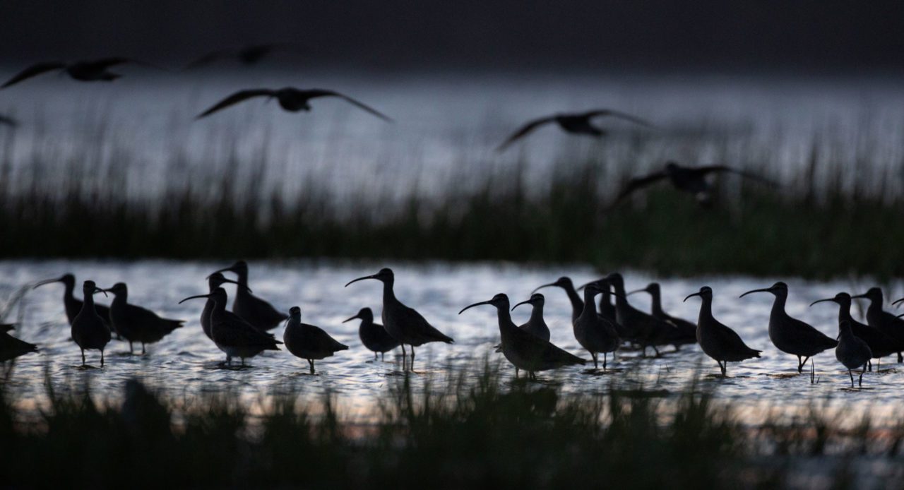 Whimbrels return to roost on Deveaux Island at night. Photo by Andy Johnson.