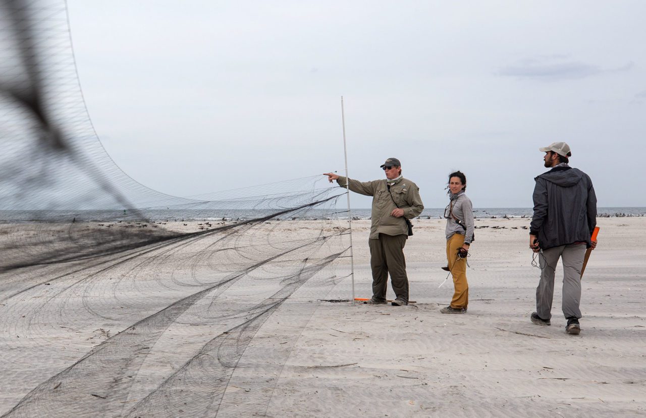 three biologists set up a mist net to catch birds on Deveaux Bank beach