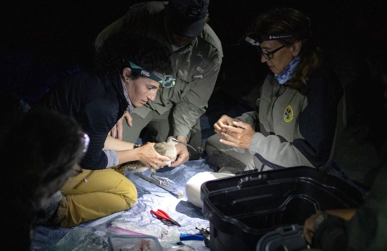 Biologists working at night measure Whimbrels and apply a tracking device