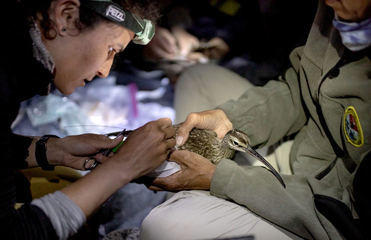 A biologist attaches a transmitter to a Whimbrel.