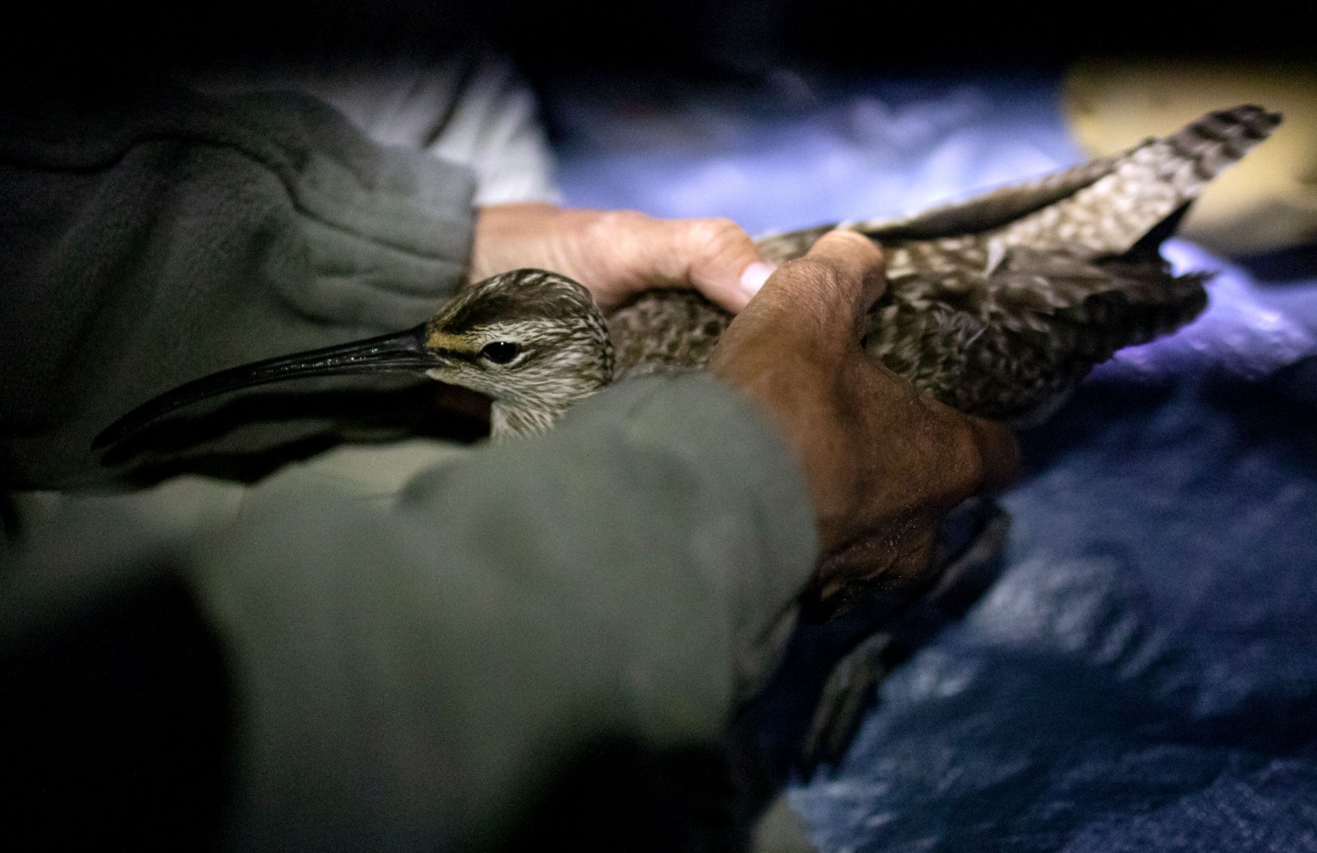 Is It Illegal to Feed Birds in Virginia: Legal Insights