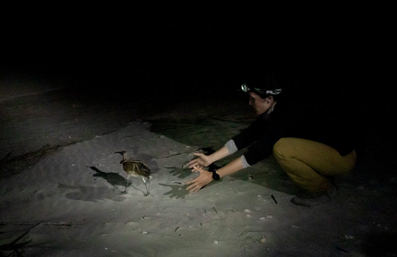A Whimbrel is released on a beach at night