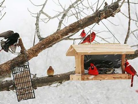 A busy winter feeder: Northern Cardinals, a Red-bellied Woodpecker, and a European Starling.