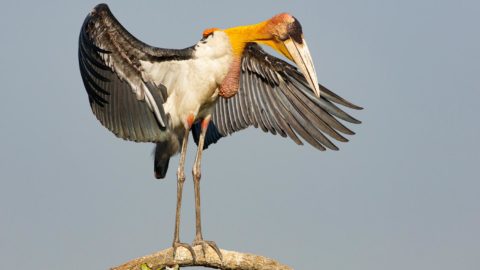 a tall stork with a heavy bill and orange head and neck stretches its wings
