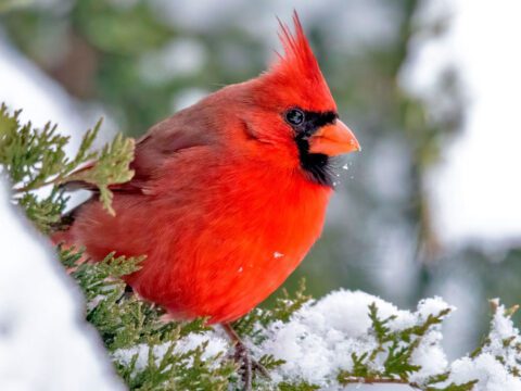 A bright red male Northern Cardinal on a snowy log. Photo by Brad Imhoff/Macaulay Library.