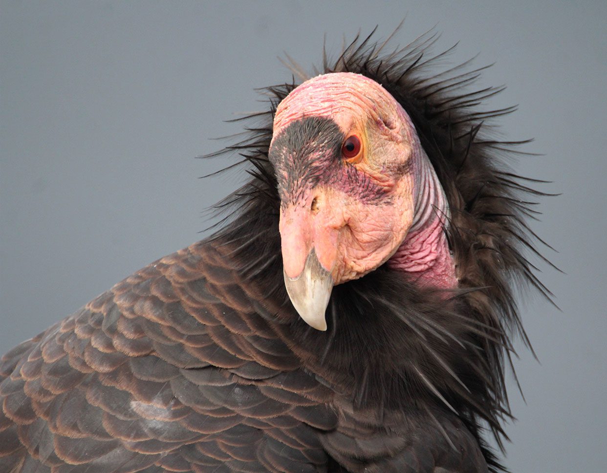 portrait-style photo of a California Condor