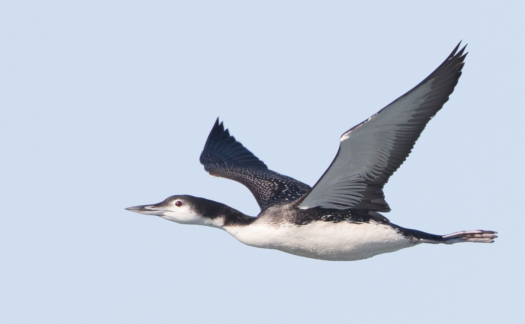 A Common Loon in nonbreeding plumage in flight