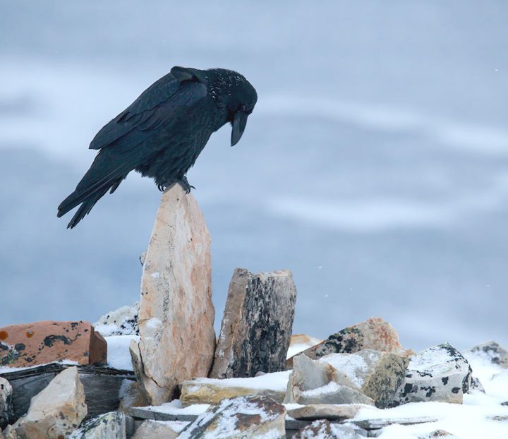 A Common Raven stands perched on a stone. Photo by Clare Kines.