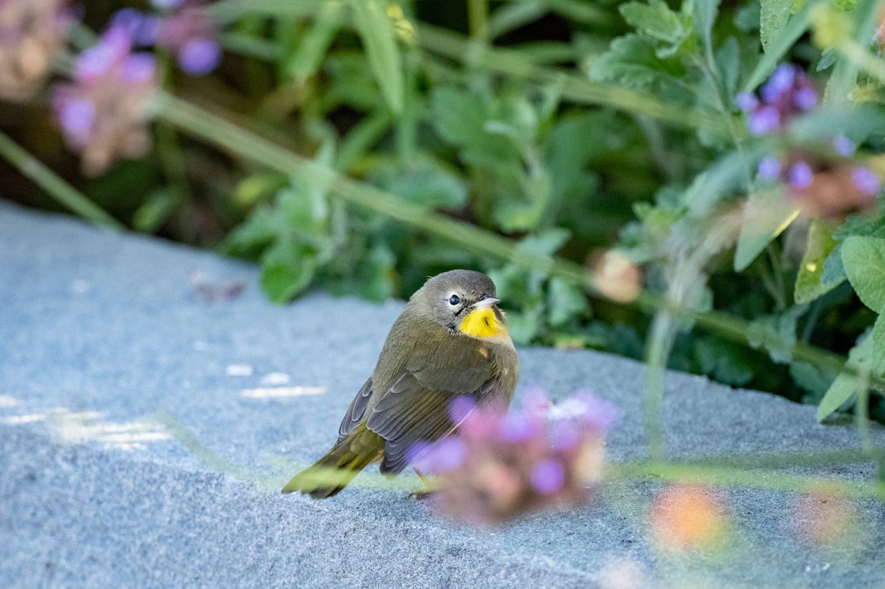 On the late October bird walk, many congressional staffers saw their first Common Yellowthroat. Photo by Chris Linder.