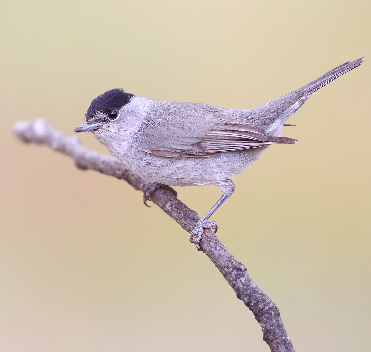 Eurasian Blackcaps are spunky little birds that look a bit like smaller versions of North American catbirds. Photo by Carlos Bocos/Macaulay Library.