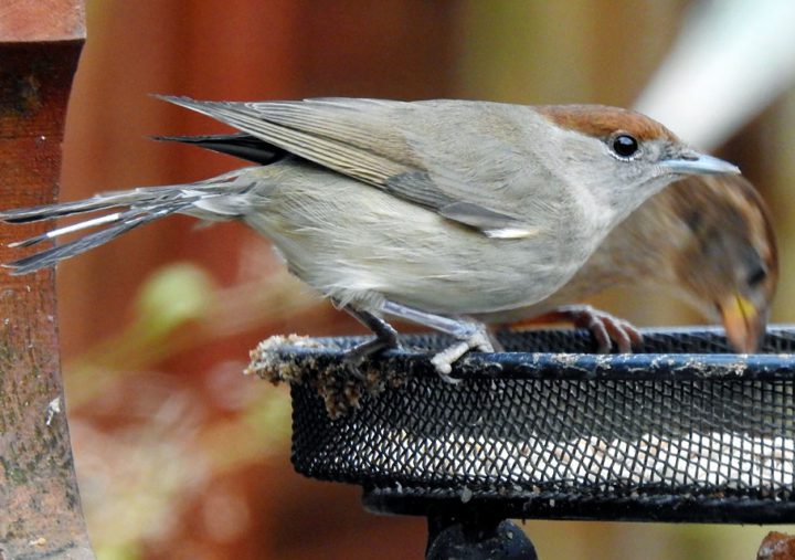 Some Eurasian Blackcaps in the British Isles, like this female spotted in Dublin, Ireland, in February, stay north and make use of available food, notably at bird feeders. Photo by Brian Carruthers/Macaulay Library.