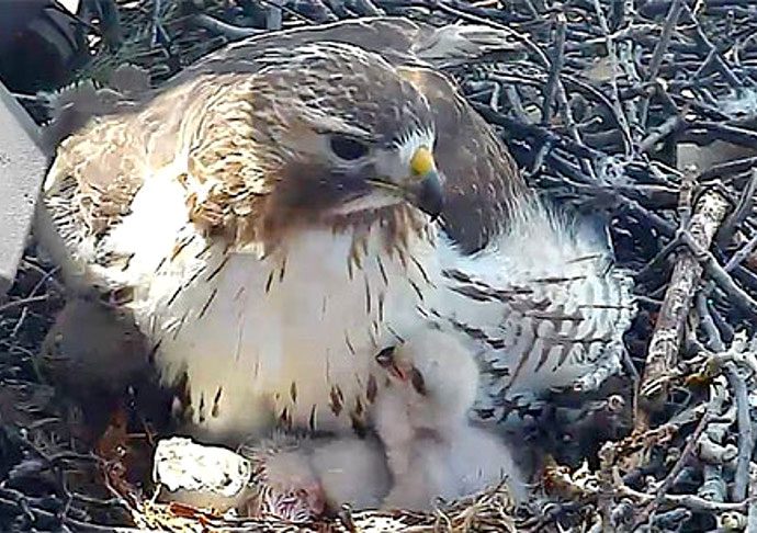 Ezra the Red-tailed Hawk sits on a nest with chick. Photo courtesy of Bird Cams.