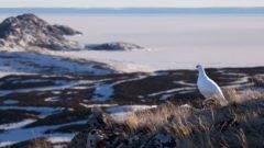 a round white bird stands in front of a sprawling Arctic landscape. Photo by Clare Kines.