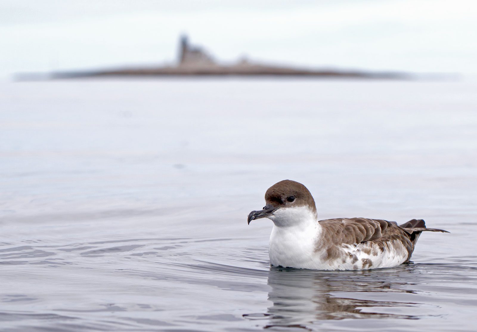 brown and white seabird sits on a calm ocean with an island in the background