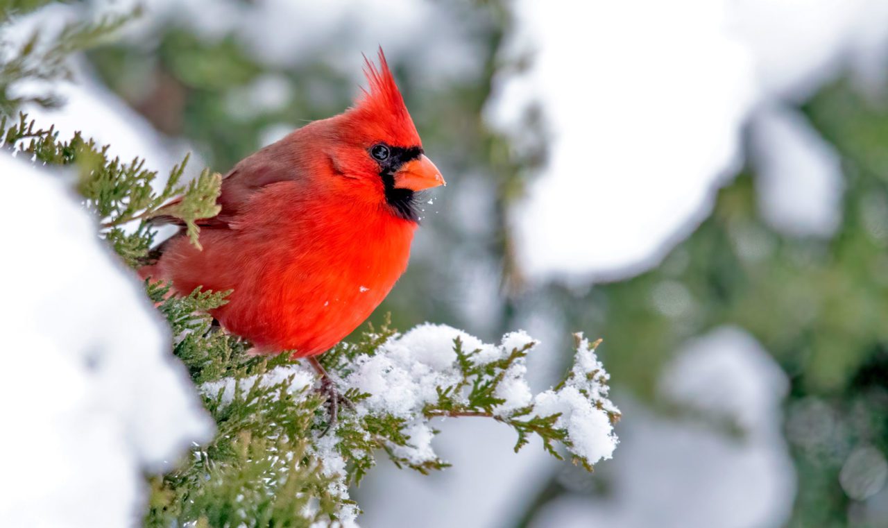 A Northern Cardinal in the snow. Photo by Brad Imhoff/Macaulay Library.