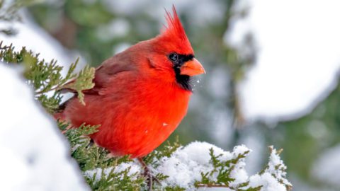 A bright red male Northern Cardinal on a snowy log. Photo by Brad Imhoff/Macaulay Library.