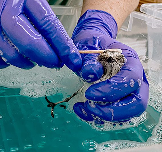 a small Snowy Plover is washed free of oil. Photo courtesy of UC Davis.