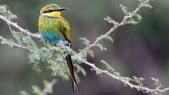 Living Bird Winter 2022 cover image - Swallow-tailed Bee-eater by Zak Pohlen/Macaulay Library.