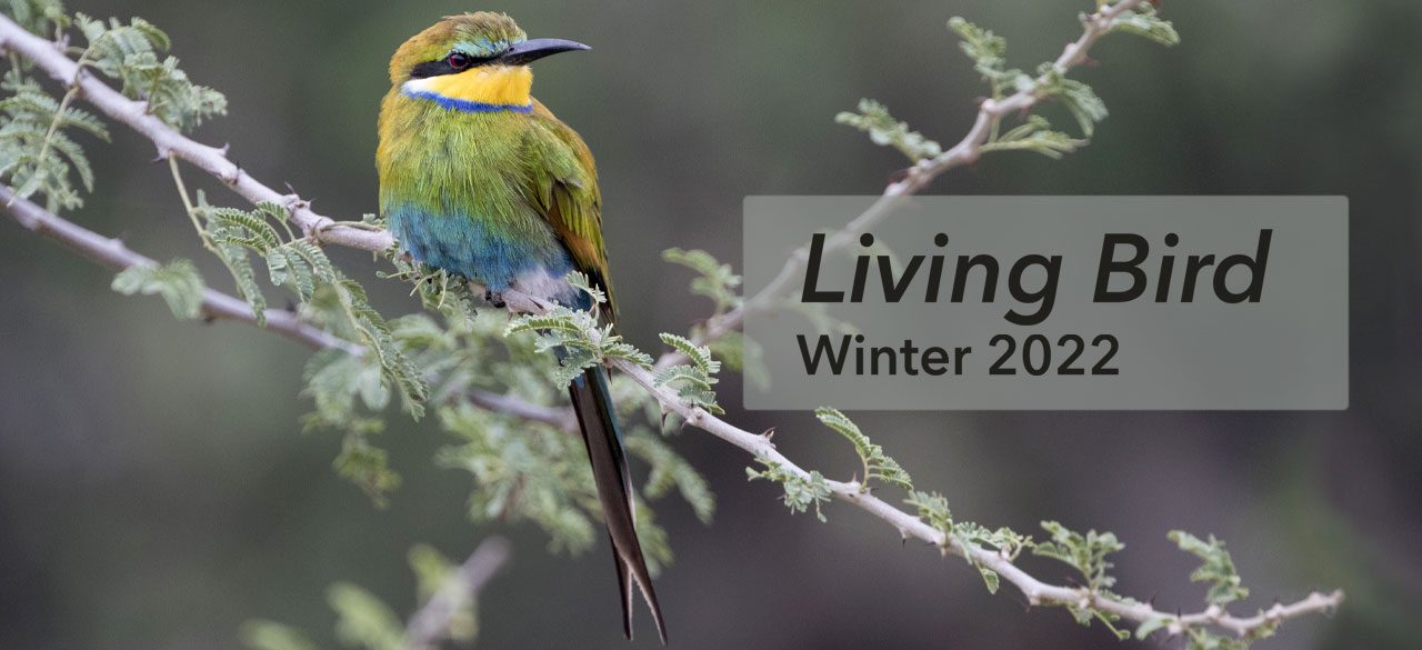 Living Bird Winter 2022 cover image. Swallow-tailed Bee-eater