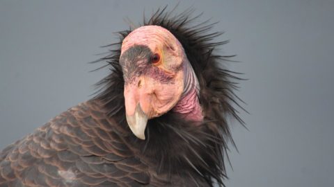 portrait-style photo of a California Condor