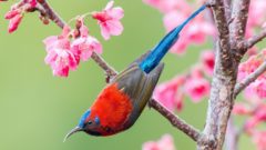 a brilliant red, blue, and brown bird with a long tail perches in a tree with pink flowers