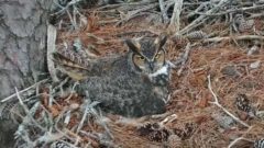 Great Horned Owl female from the Savannah owl cam