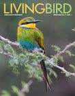 Living Bird Winter 2022 imbricate image - Swallow-tailed Bee-eater by Zak Pohlen/Macaulay Library.