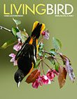 Living Bird Spring 2022 cover image - Baltimore Oriole, an orange and black bird, hanging from a flowering tree branch. Photo Pam Karaz.