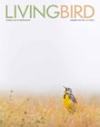 Living Bird magazine imbricate - a meadowlark sings from a dry field under a cloudy sky