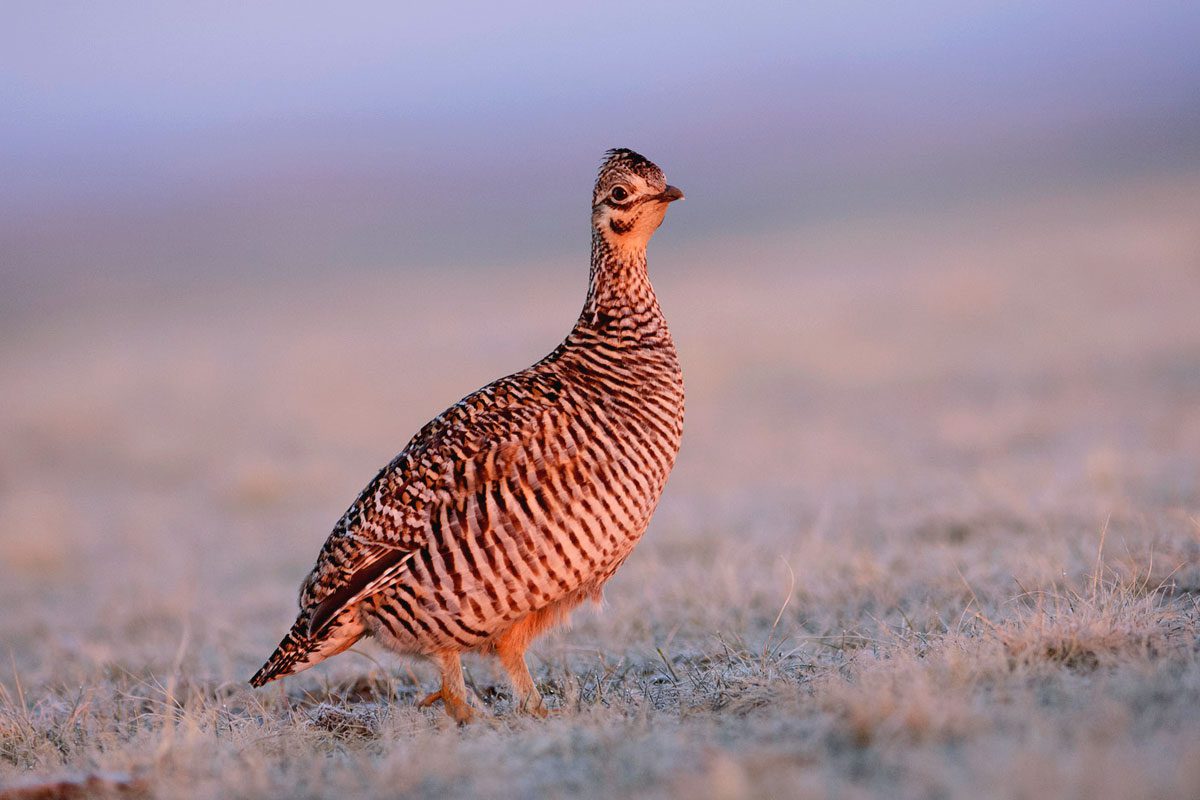 A female Greater Prairie-Chicken visits a lek at sunrise in April at the Ft. Pierre National Grassland, South Dakota.