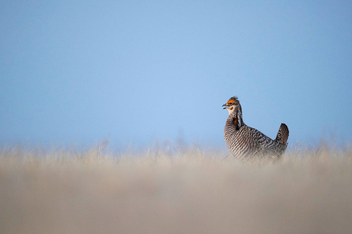 A male greater Prairie-Chicken.